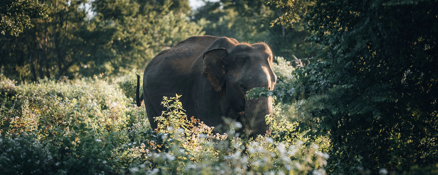 Top Places to Visit in Dooars