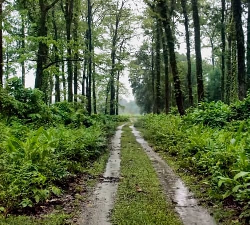 Come to Dooars with car rental in siliguri