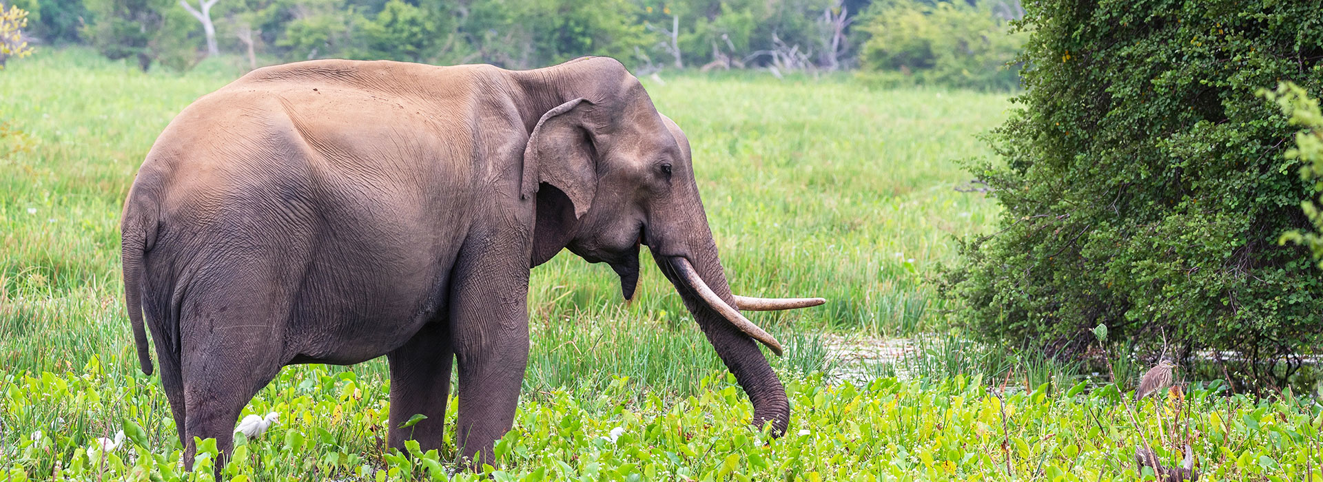 Jungle Safari in Dooars Tour