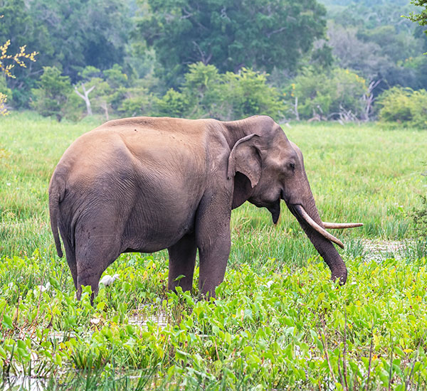 Jungle Safari in Dooars Tour