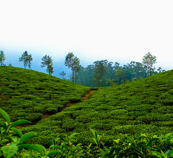 Assam & Meghalaya Tour