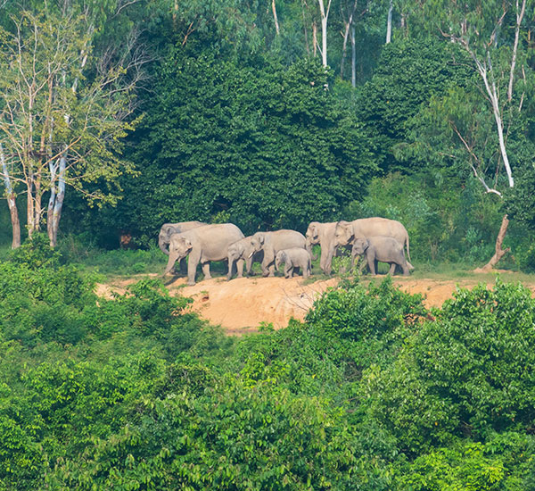 Dooars Tour Plan for 5 Days