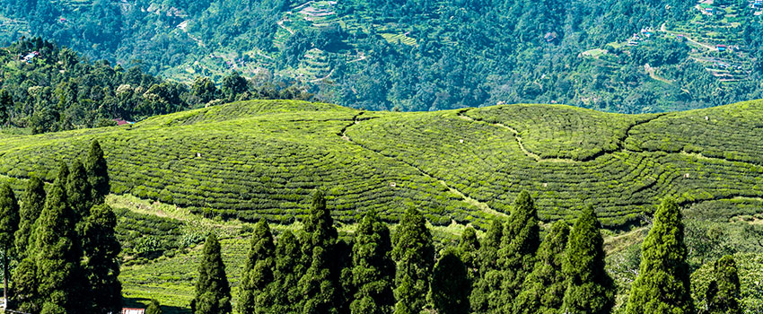 Car Rental In Siliguri