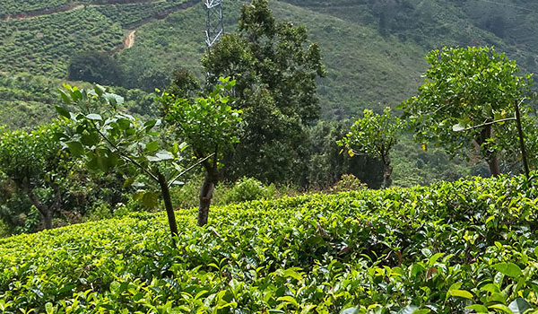 Tea Estate